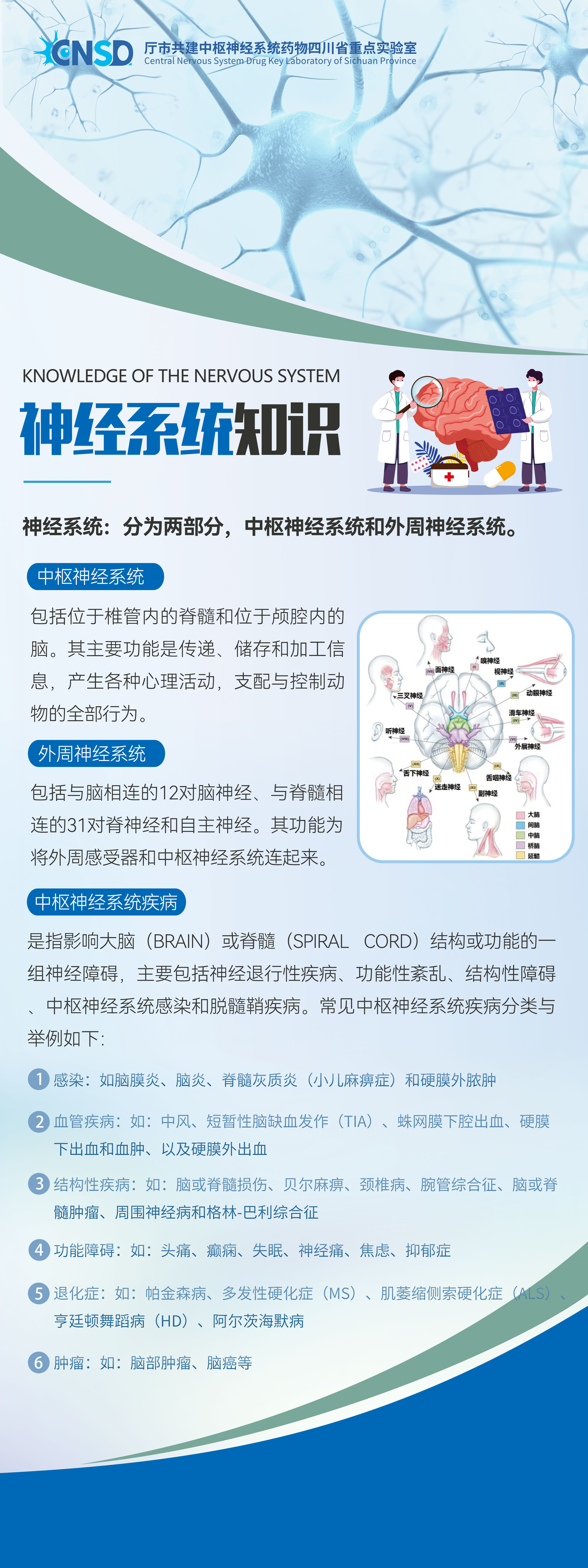 神经系统易拉宝(5).jpg